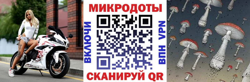 Галлюциногенные грибы Psilocybe  Новомичуринск 